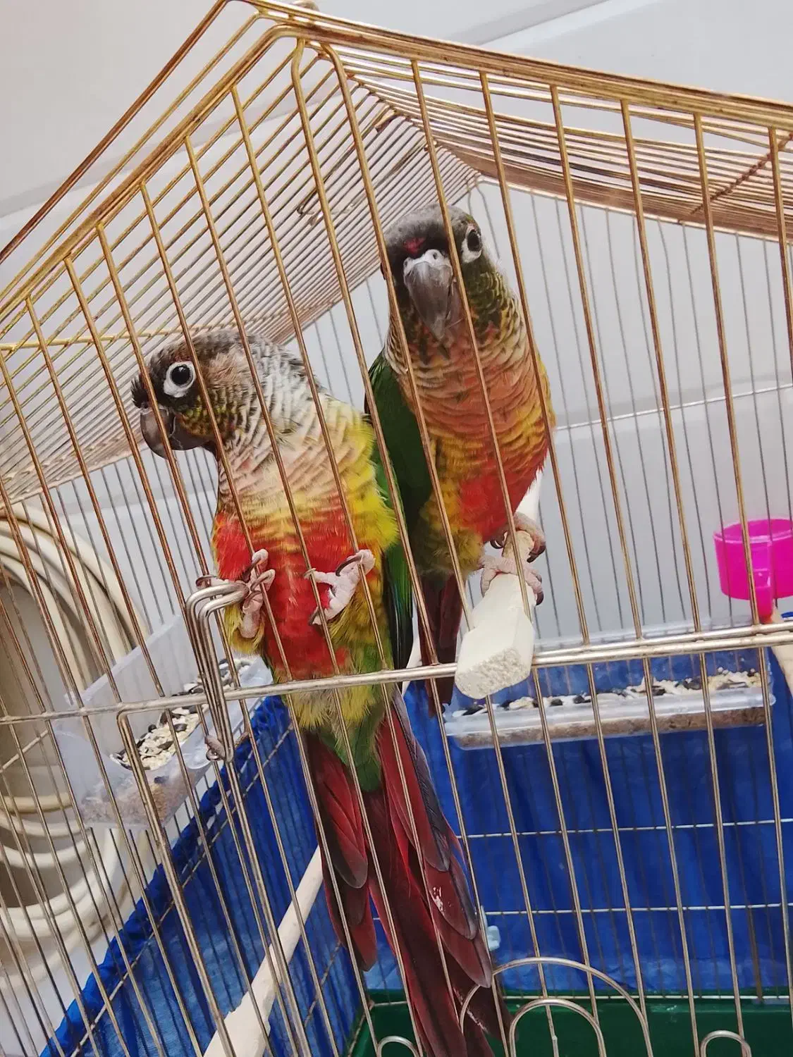 جفت مولد گرینچیک سخنگو|پرنده|سرپل ذهاب, |دیوار