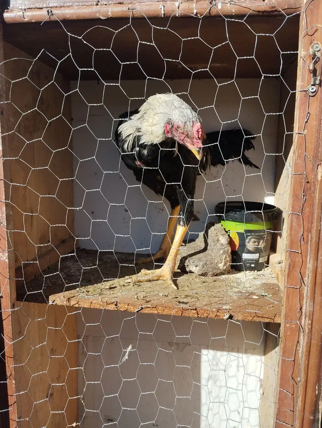 یک خروس ۱۵ماهه ودوتاجوجه ۷ماهه یک هم ۸ماهه|حیوانات مزرعه|شاهین دژ, |دیوار