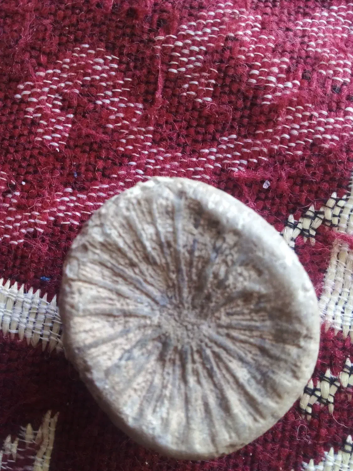 فسیل کلکسیونی|کلکسیون اشیاء عتیقه|بستان آباد, |دیوار