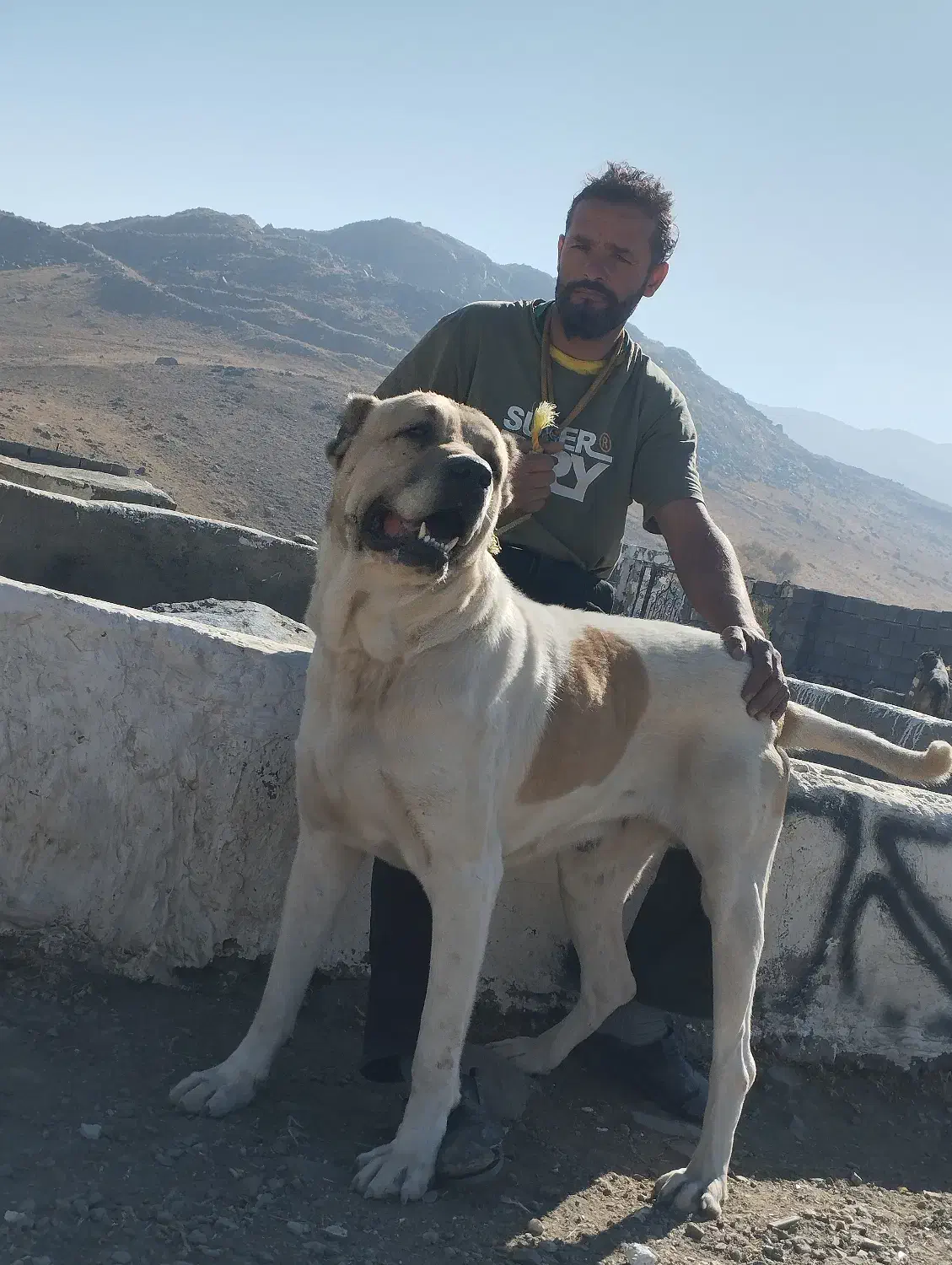 سگ نگهبان|سگ|بهار, |دیوار