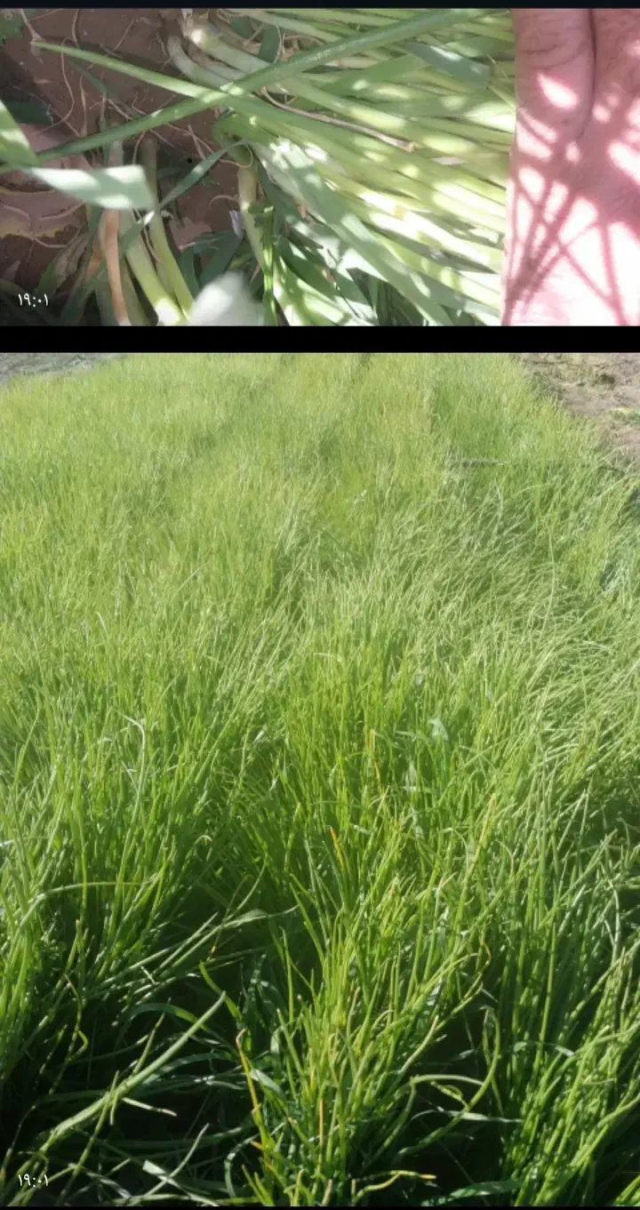 یک کیلو نهال پیاز راتا زرد|گل و گیاه طبیعی|حور, |دیوار