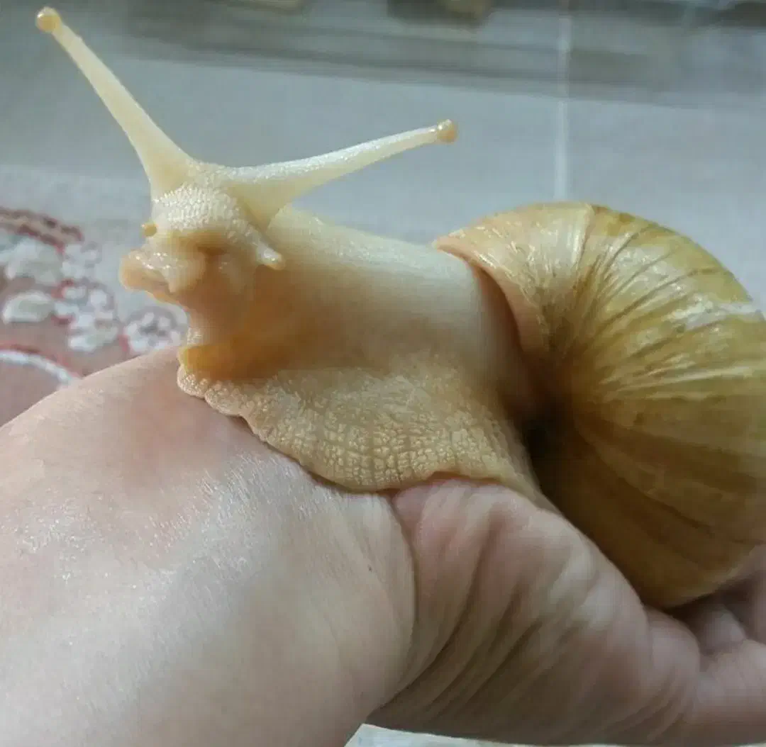 حلزون خانگی|خزنده|آبادان, |دیوار