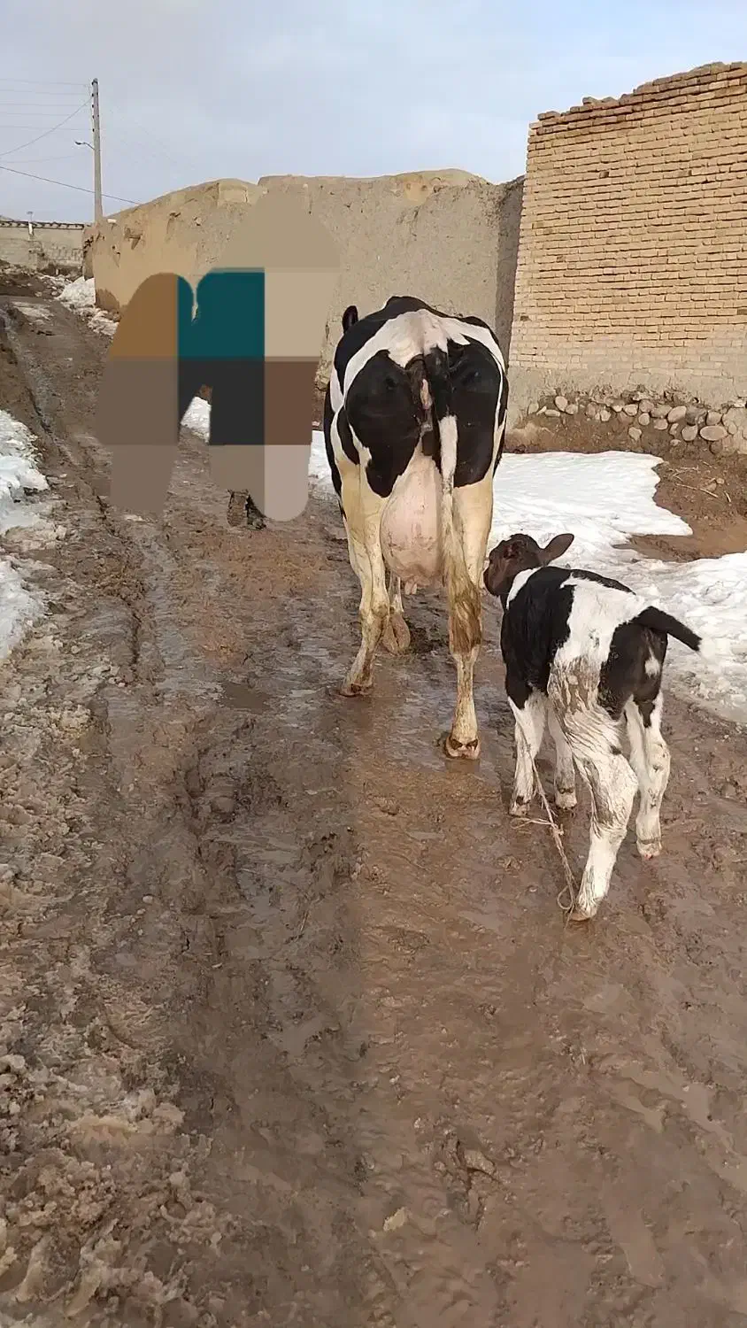 گاو هلیشتاین شیری|حیوانات مزرعه|هشترود, |دیوار