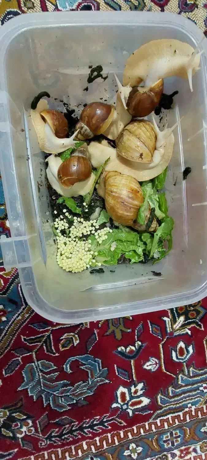 حلزون|خزنده|الشتر, |دیوار