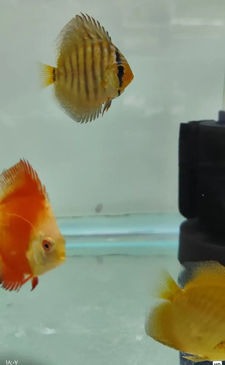 ماهی اکواریوم کالرگوپی زبرا نئون دیسکس انجل ردلاین|ماهی|تهران, شمیراننو|دیوار