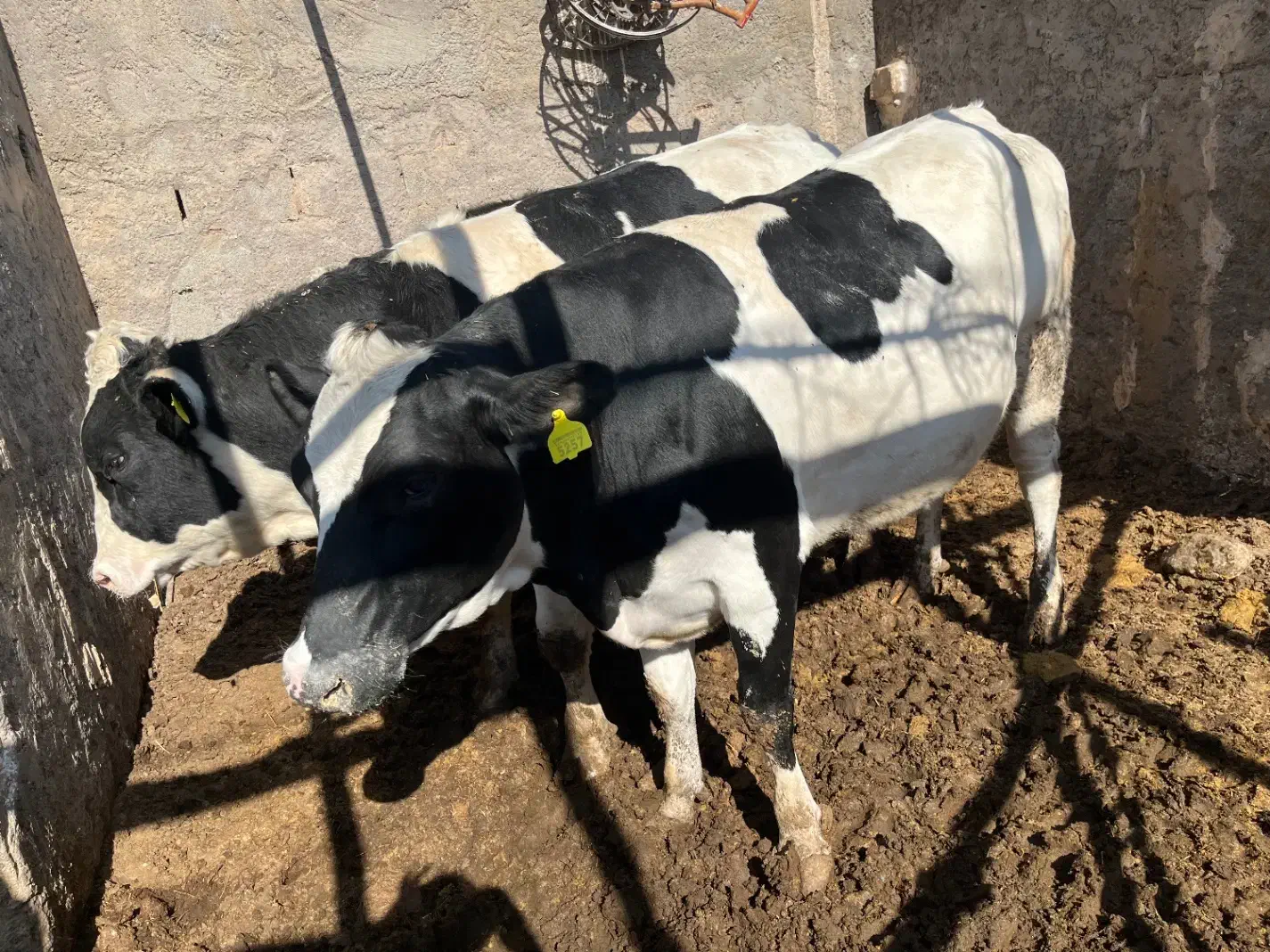 گوساله نر ماده وتلیسه|حیوانات مزرعه|کرمان, |دیوار