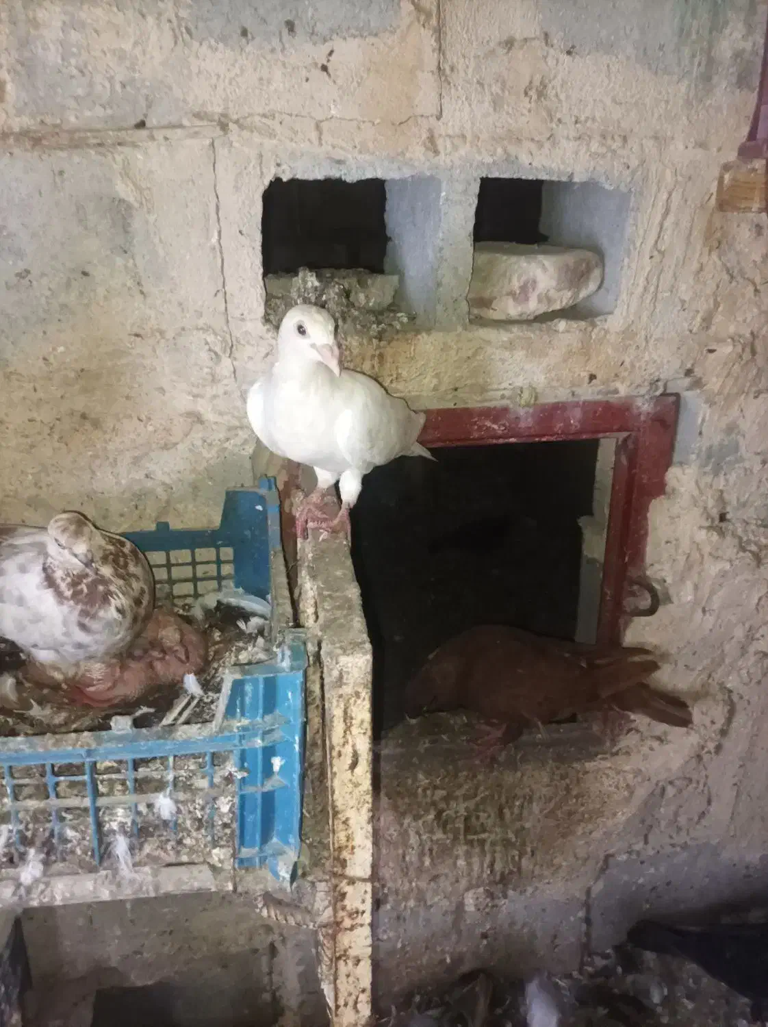 کفتر پلاکی ایرانی پاکستانی جمله|پرنده|بند زرک, |دیوار