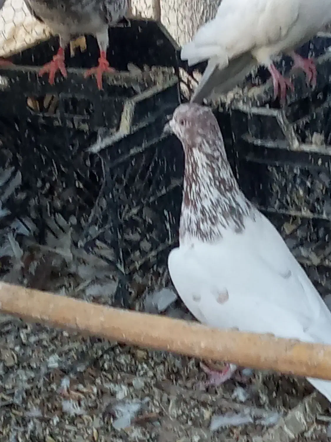 دوتا کفتر نر معامله با مرغ عشق|پرنده|ایرانشهر, |دیوار