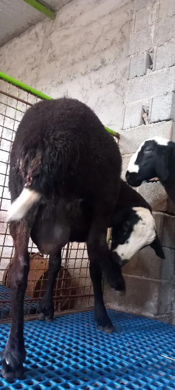 بره قوچ|حیوانات مزرعه|قائم‌شهر, |دیوار