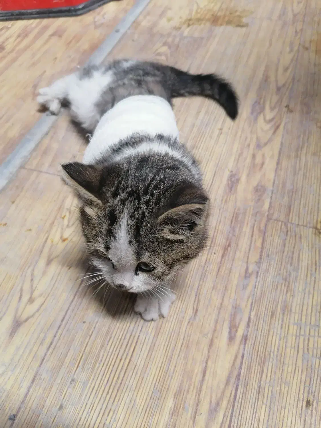 واگذاری گربه|گربه|شمشک, |دیوار