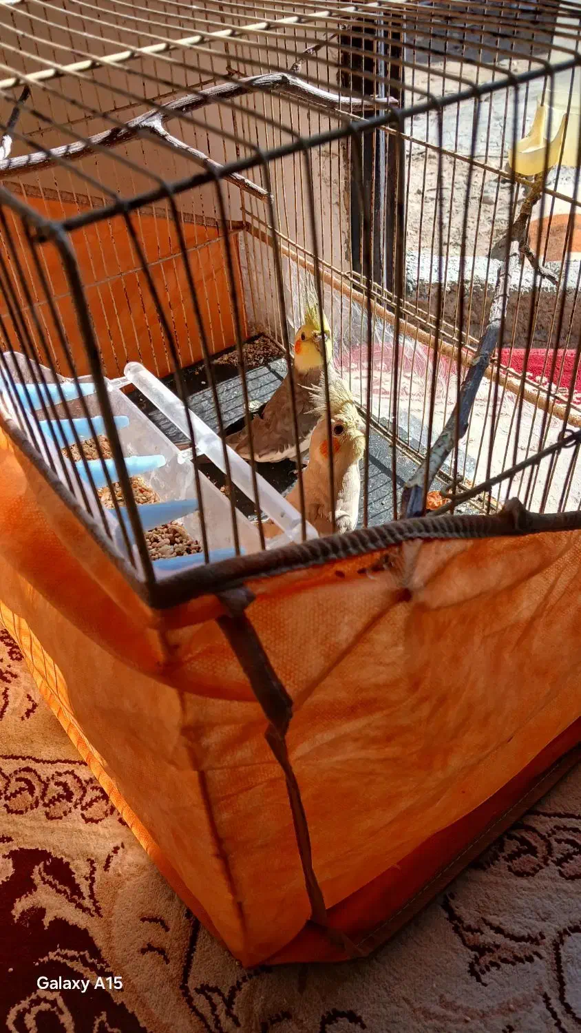 یک جفت عروس هلندی زیبا|پرنده|شیروان (خراسان), |دیوار