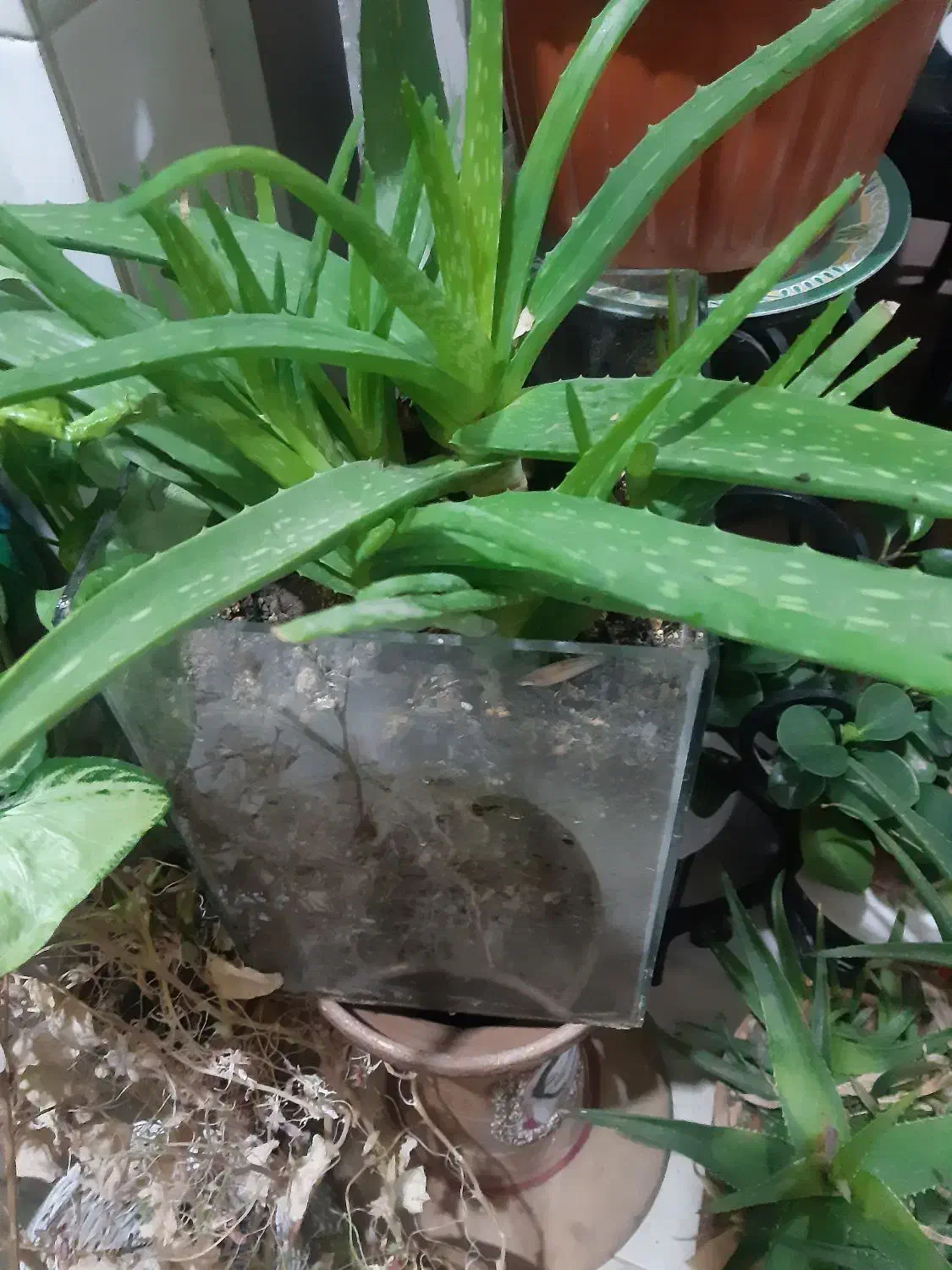 حراج|حراج|ارومیه, |دیوار