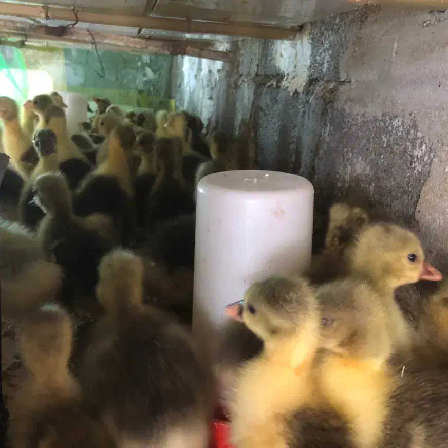 جوجه غاز|حیوانات مزرعه|قائمشهر, |دیوار