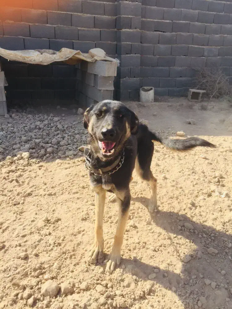 سگ ژر من|سگ|ورامین, ورامین|دیوار