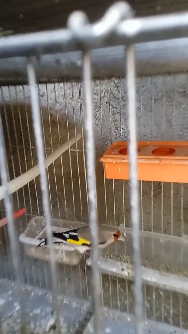 قناری فروشی|پرنده|فردوس (خراسان), |دیوار