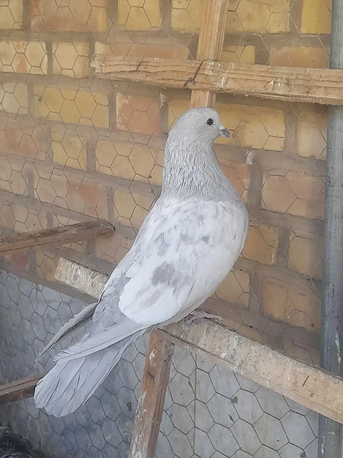 کبوتر نر الماسی|حیوانات|یزد, |دیوار