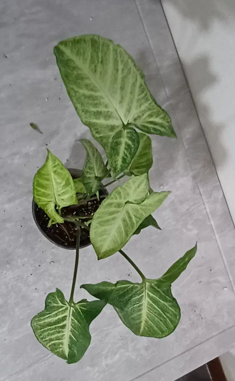 فروش انواع گل و گیاه آپارتمانی|گل و گیاه طبیعی|خاش, |دیوار