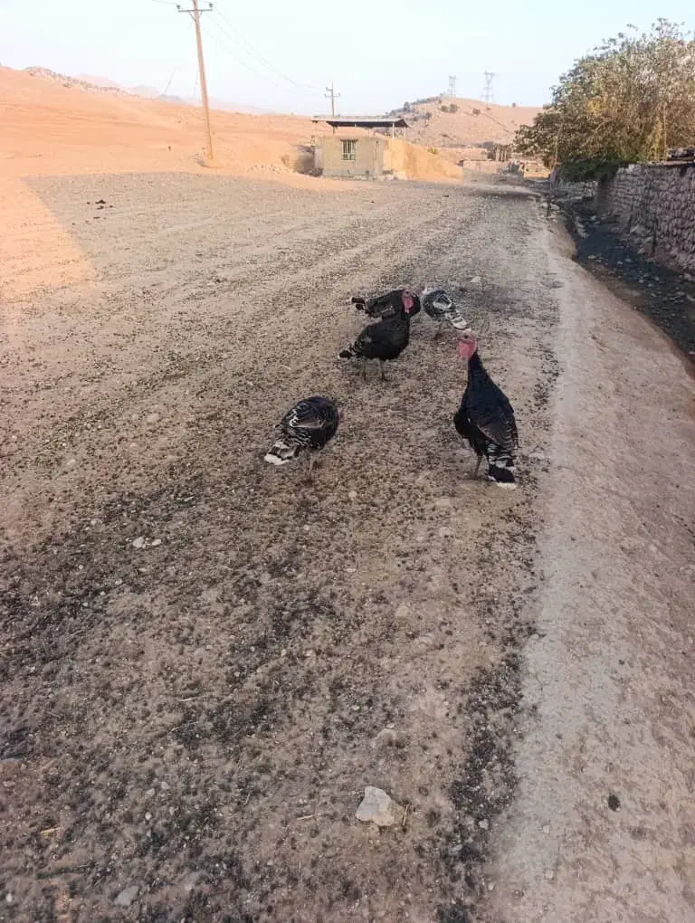 فروشی|حیوانات مزرعه|ایذه, |دیوار