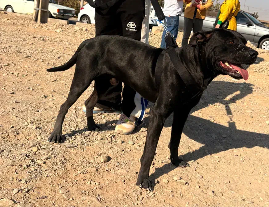 سگ پیتبول نر|سگ|قزوین, |دیوار