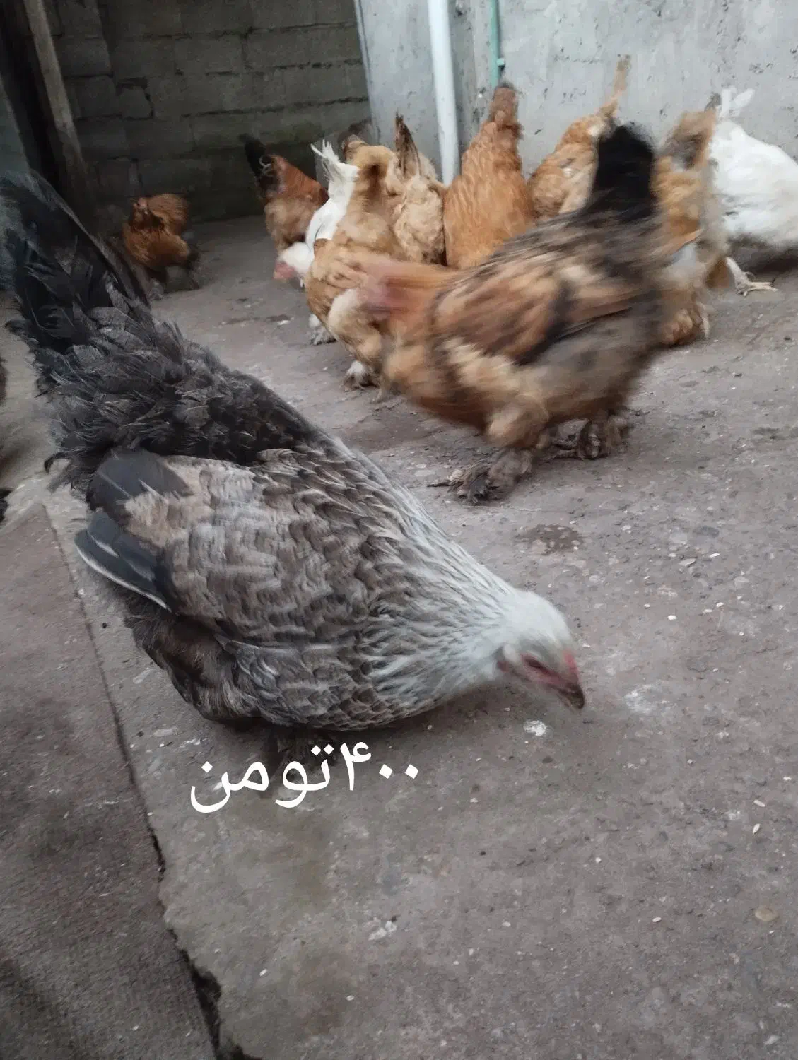 مرغ و خروس|حیوانات مزرعه|رشت, جانبازان|دیوار