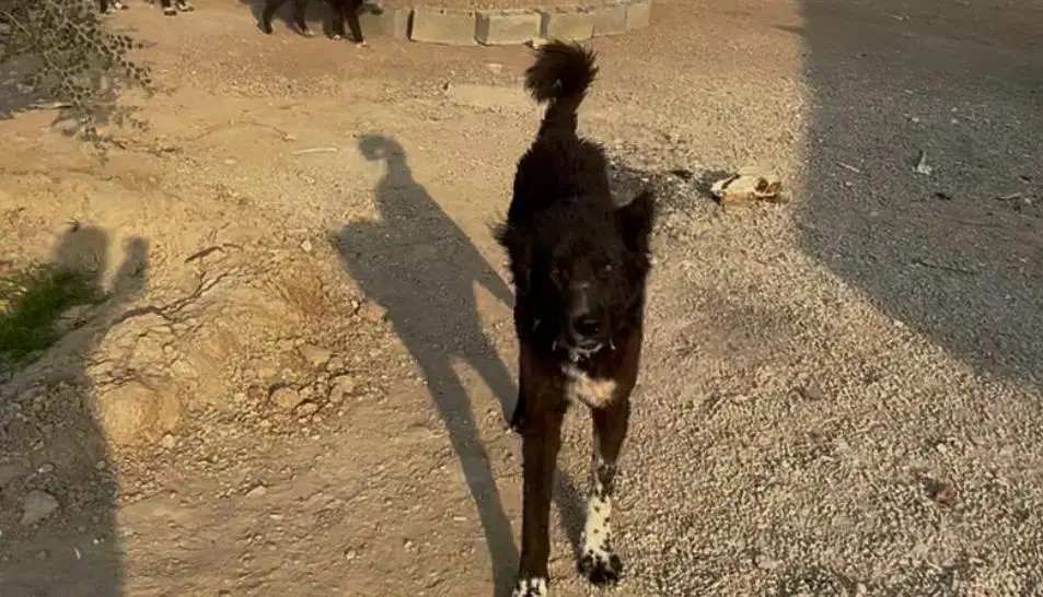 گمشده|حیوانات|مسجد سلیمان, |دیوار