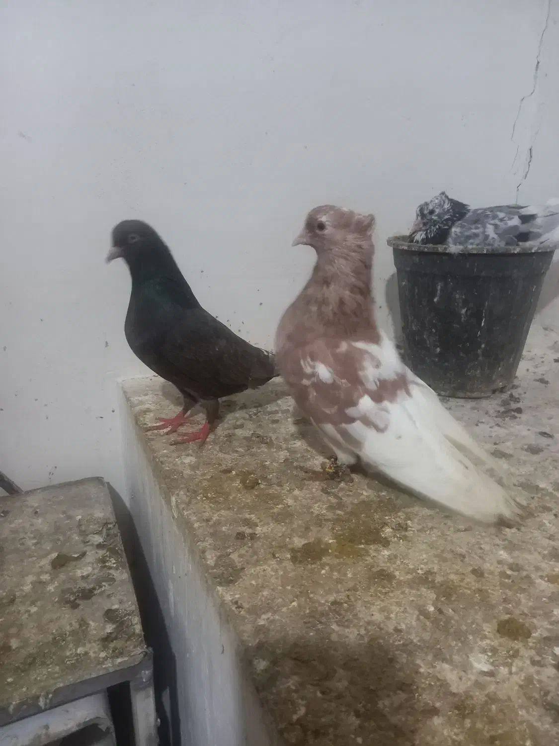 کفتر|پرنده|اسفراین, |دیوار