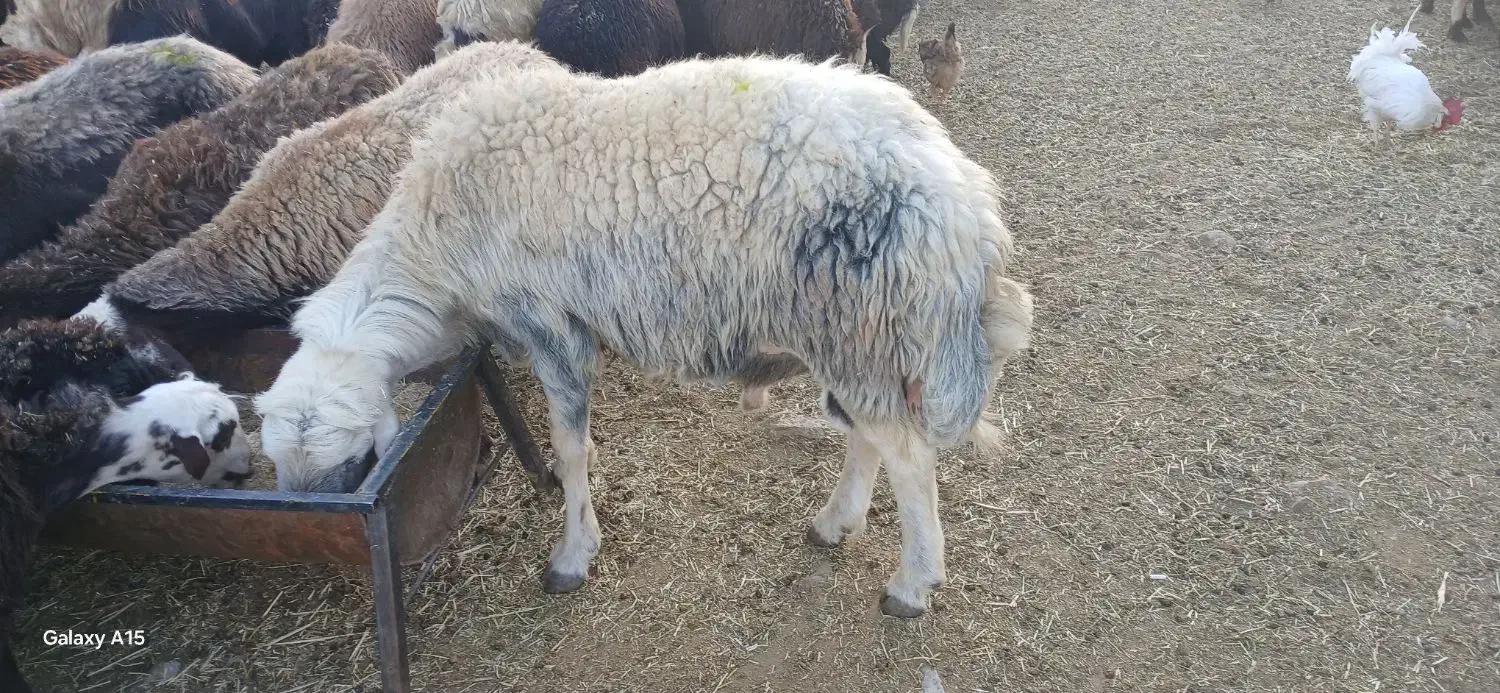 بره قوچ گوسفندمیش|حیوانات مزرعه|بیرانوند, |دیوار