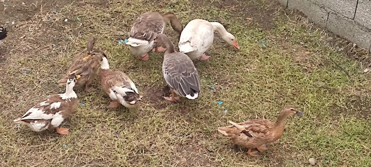 غازمحلی|حیوانات مزرعه|رودبنه, |دیوار