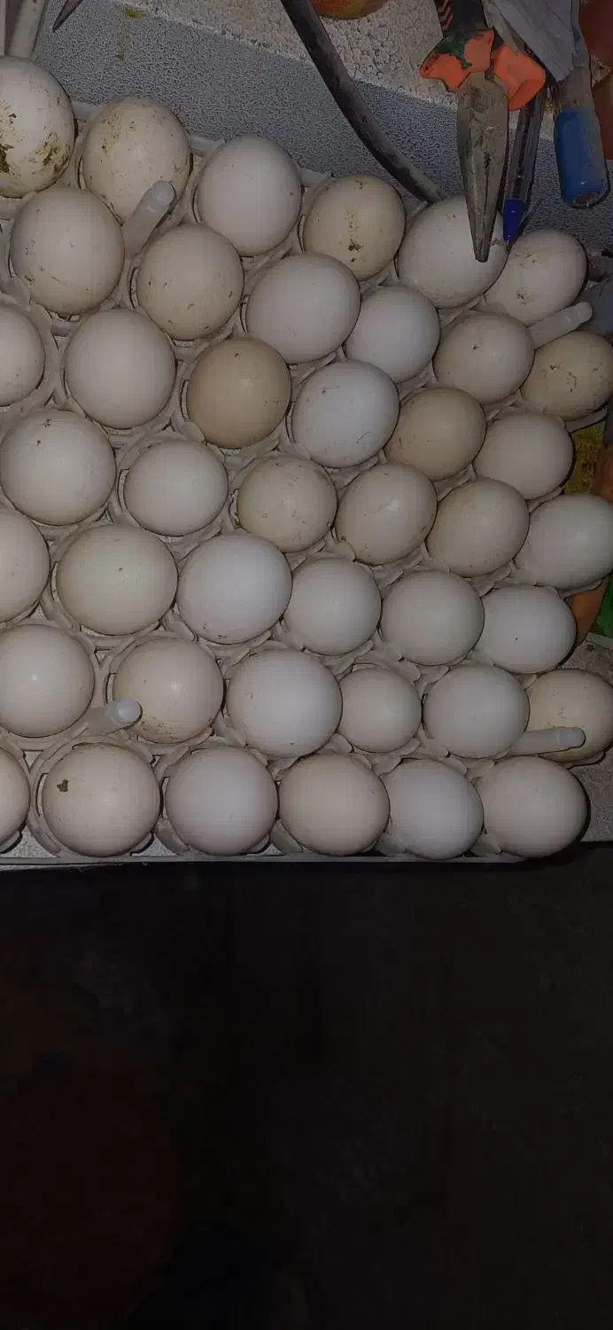 تخم نطفه دار گلین لری اصل|حیوانات مزرعه|قائم‌شهر, |دیوار