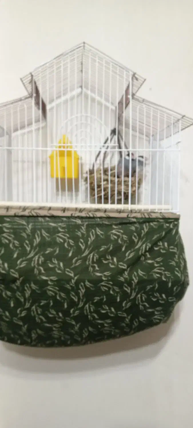 فنچ خارجی|پرنده|شریفآباد, |دیوار