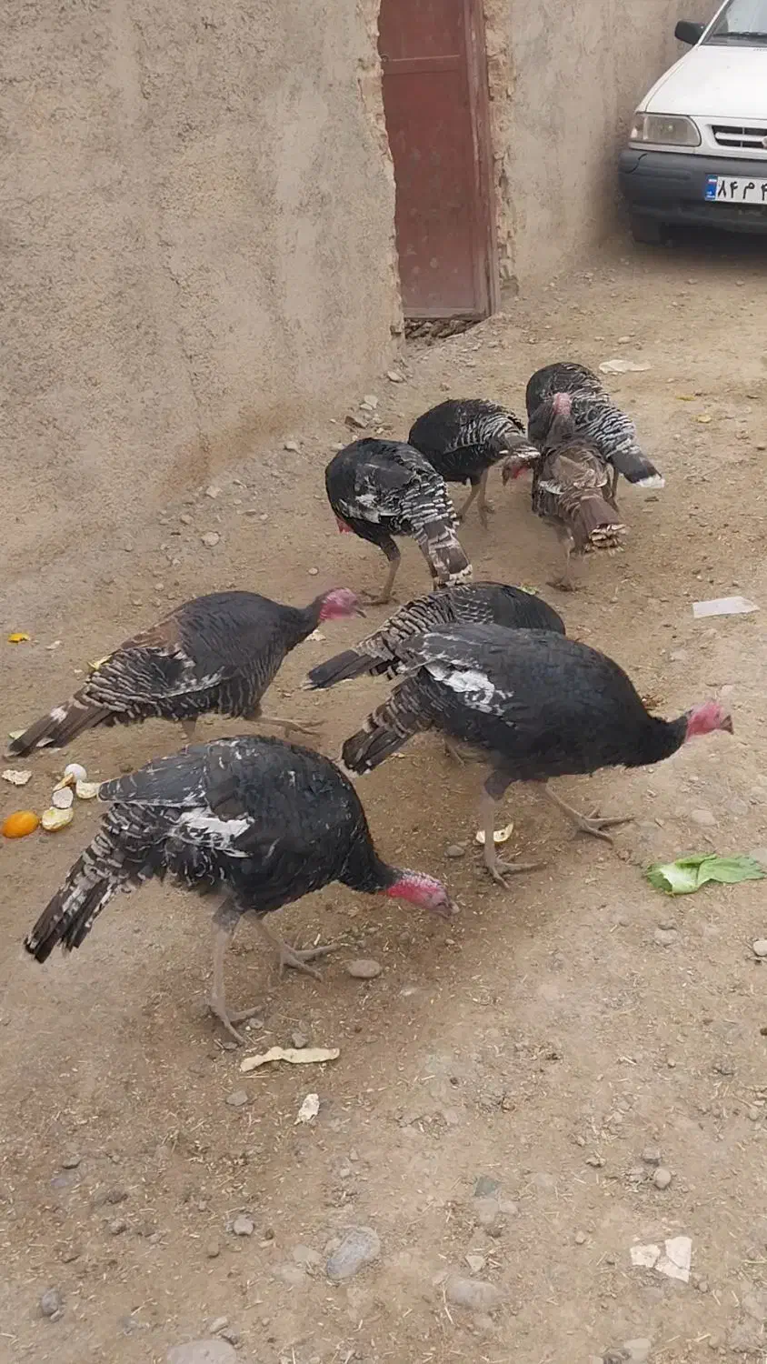 بوقلمون زنده|حیوانات مزرعه|ورامین, ورامین|دیوار