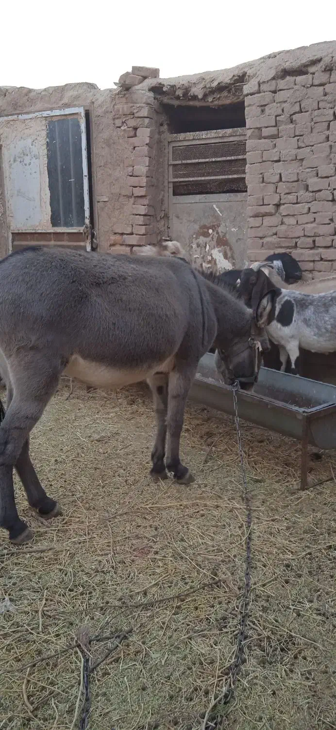 الاغ ماده|حیوانات مزرعه|کرمان, |دیوار