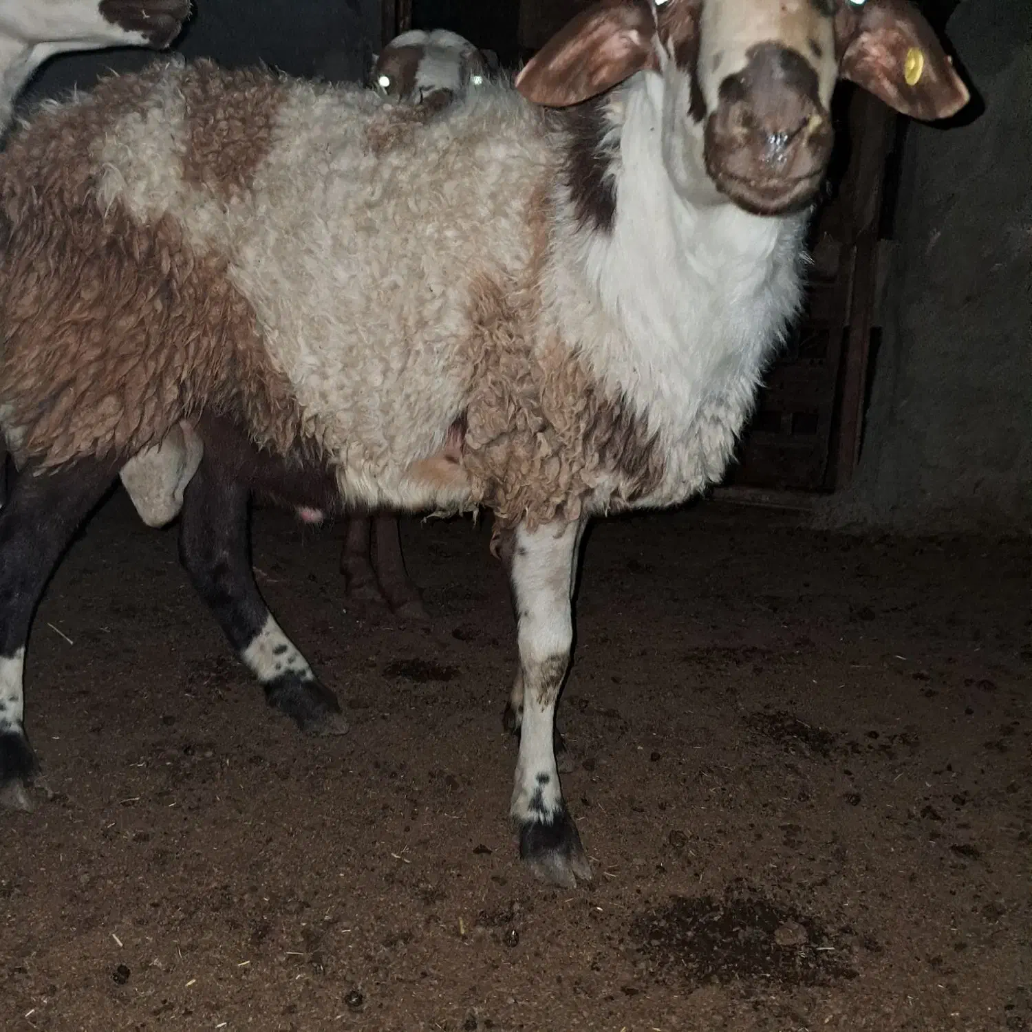 بره قوچ یک ساله پلنگی|حیوانات مزرعه|نهاوند, |دیوار