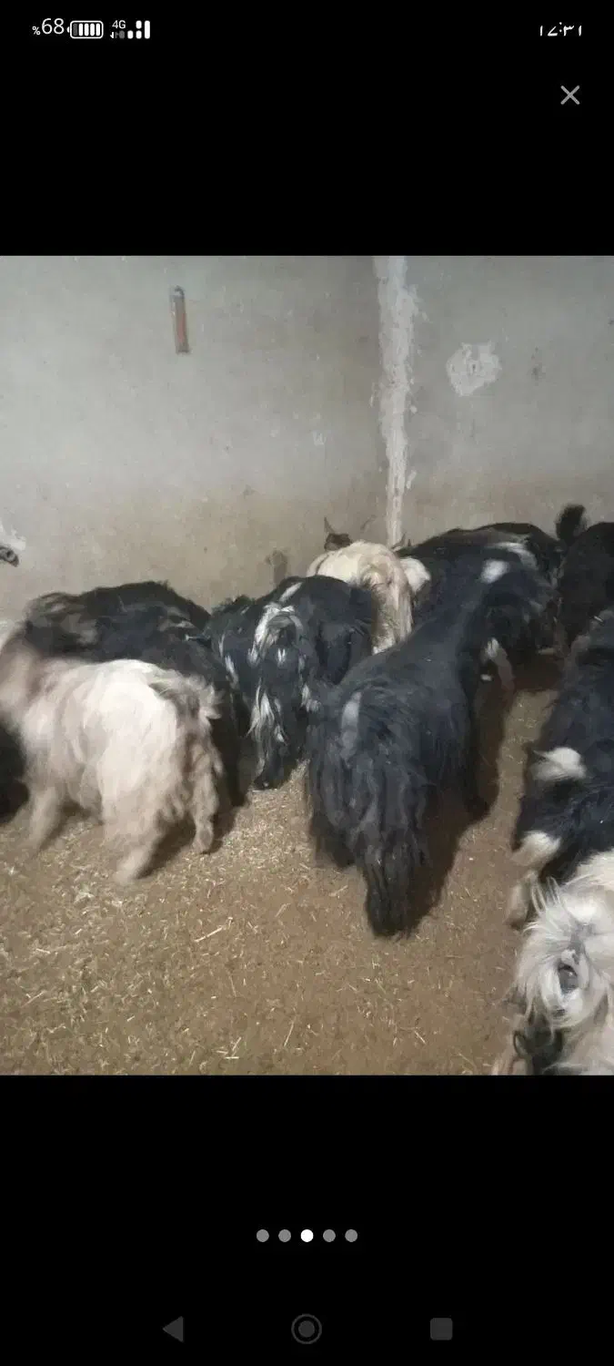 بزغاله ماده فروش فوری|حیوانات مزرعه|سرپل ذهاب, |دیوار