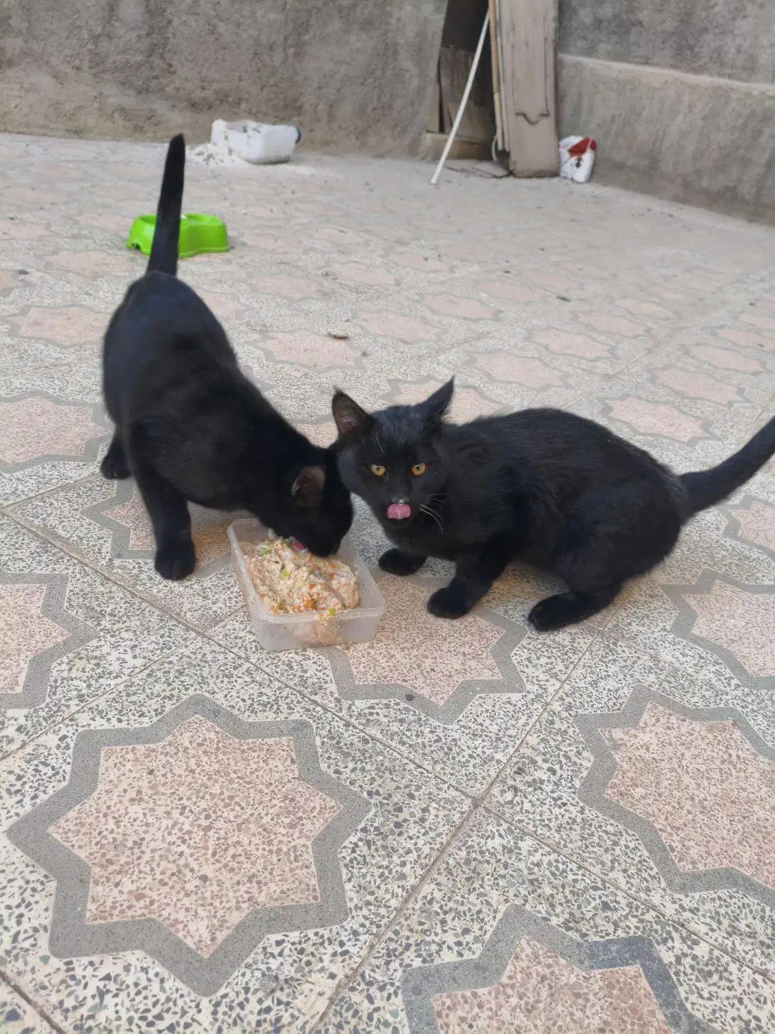 گربه / گربه خانگی / واگذاری|گربه|تویسرکان, |دیوار