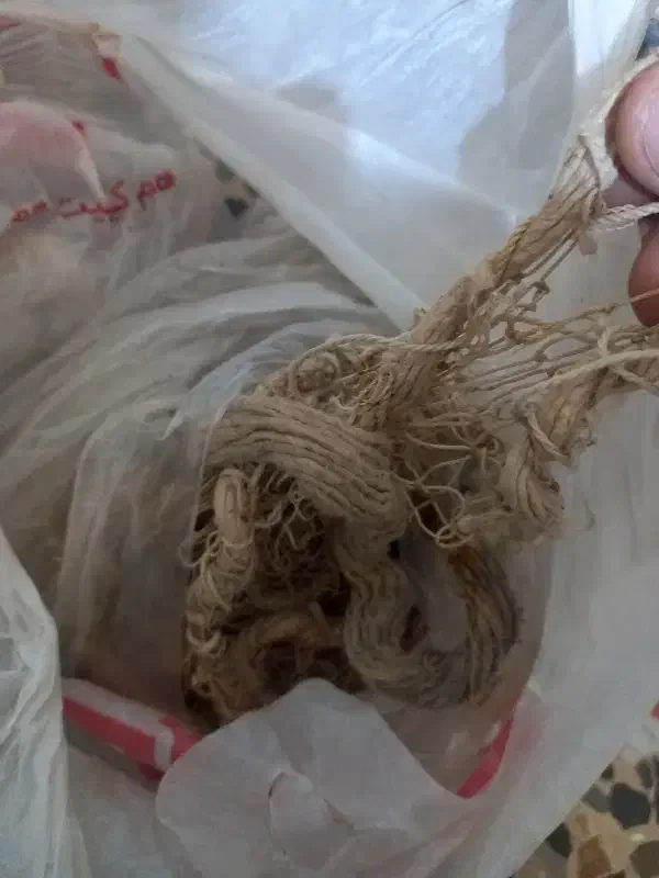 قفس وتور|لوازم جانبی حیوانات|ایلام, |دیوار