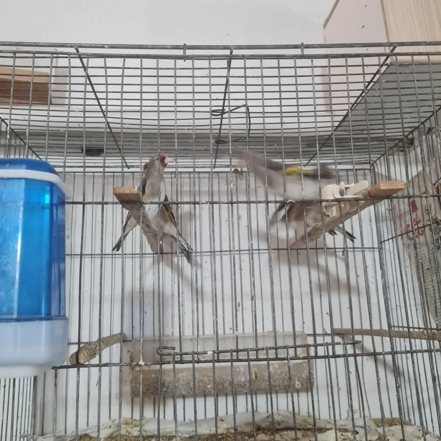 سهره درجه ۱|پرنده|یزد, |دیوار