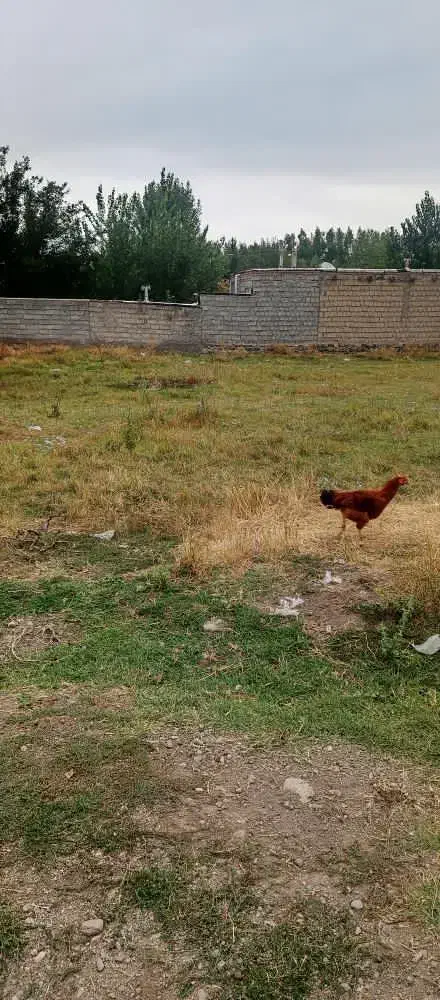 فروش زمین مسکونی در روستای جمال آباد|فروش زمین و ملک کلنگی|قصابه, |دیوار