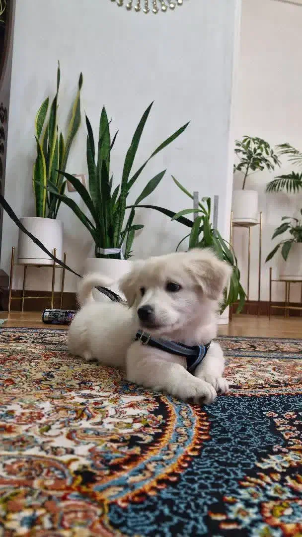 سگ اشپتز|سگ|محمدشهر, شهرک پیام (مهرالبرز)|دیوار