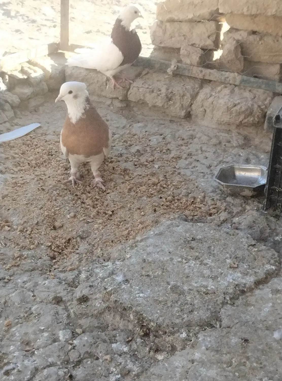 کبوتر طوقی|پرنده|هامون, |دیوار