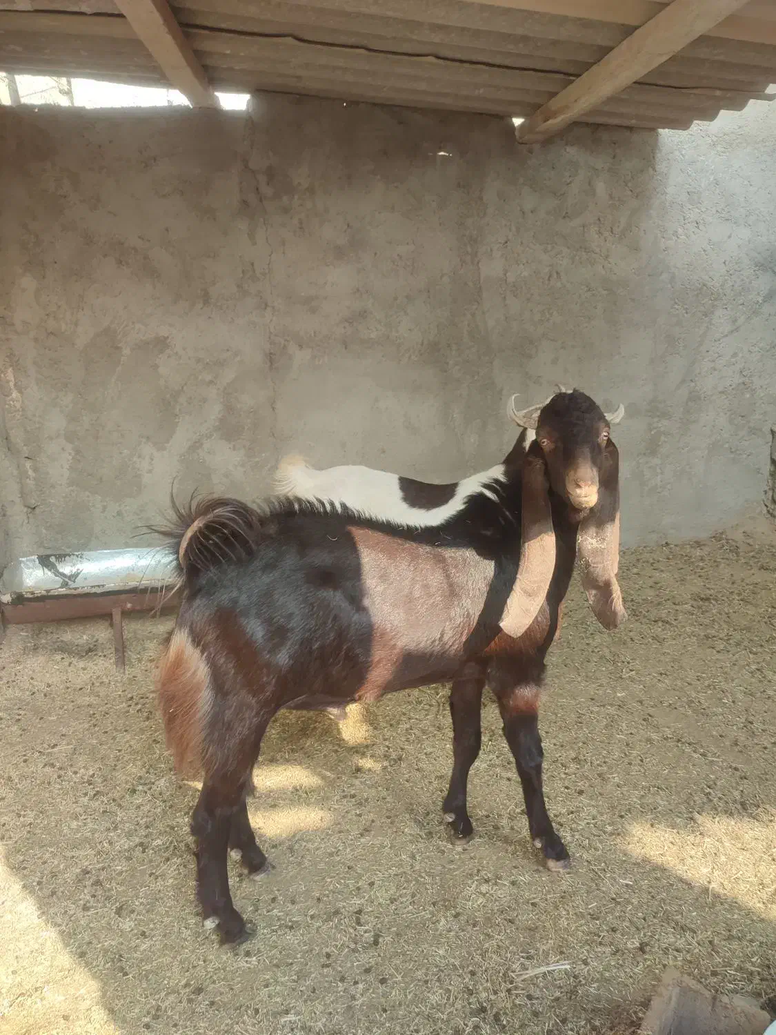 یک عدد بز آبستن درجه یک پازن درجه یک|حیوانات مزرعه|برازجان, |دیوار