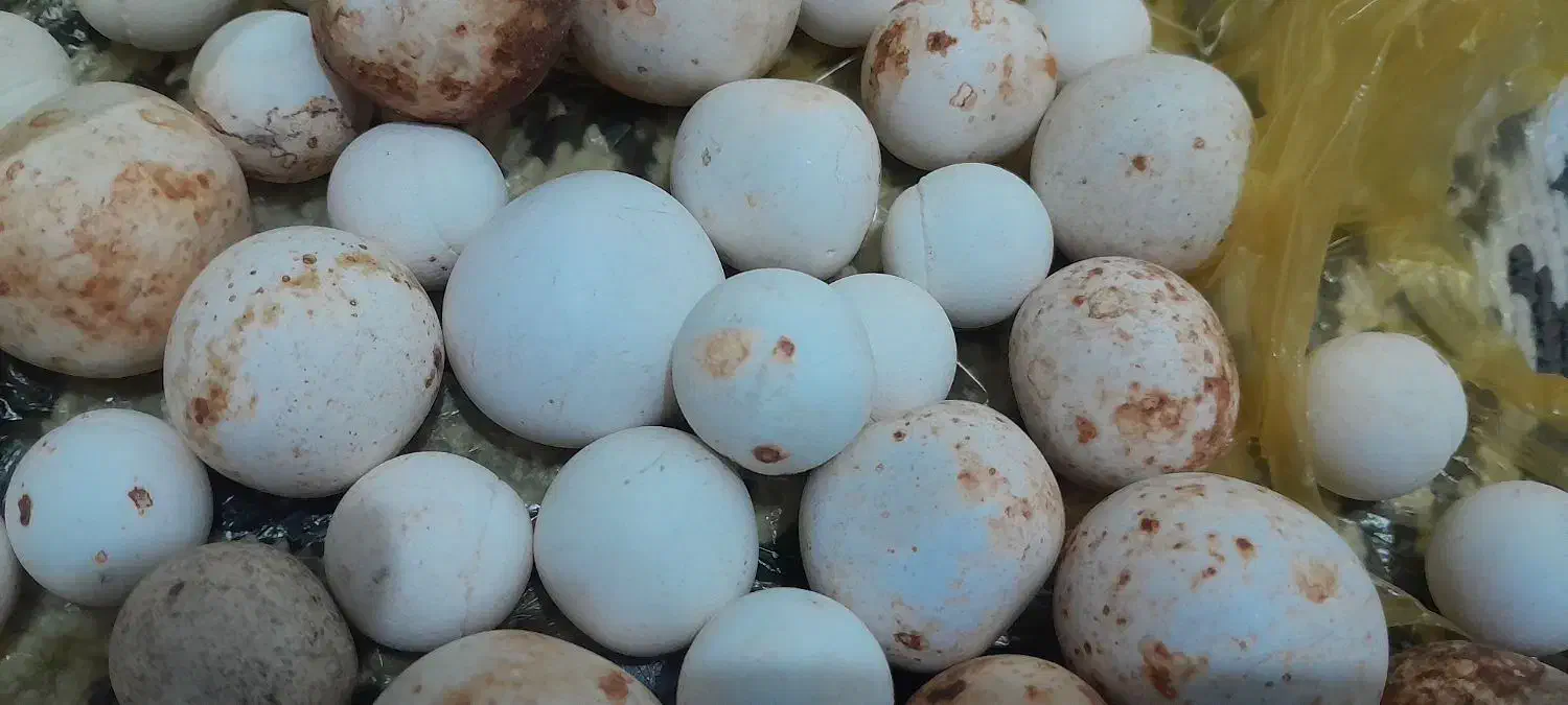 سنگ آسیاب تعداد محدود|کلکسیون اشیاء عتیقه|بیرانوند, |دیوار