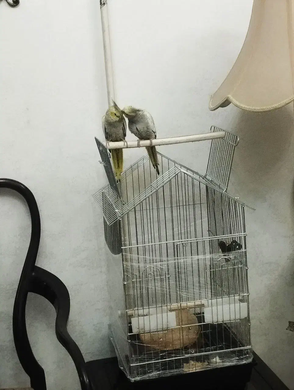 قفس پرنده|لوازم جانبی حیوانات|تهران, هاشمی|دیوار