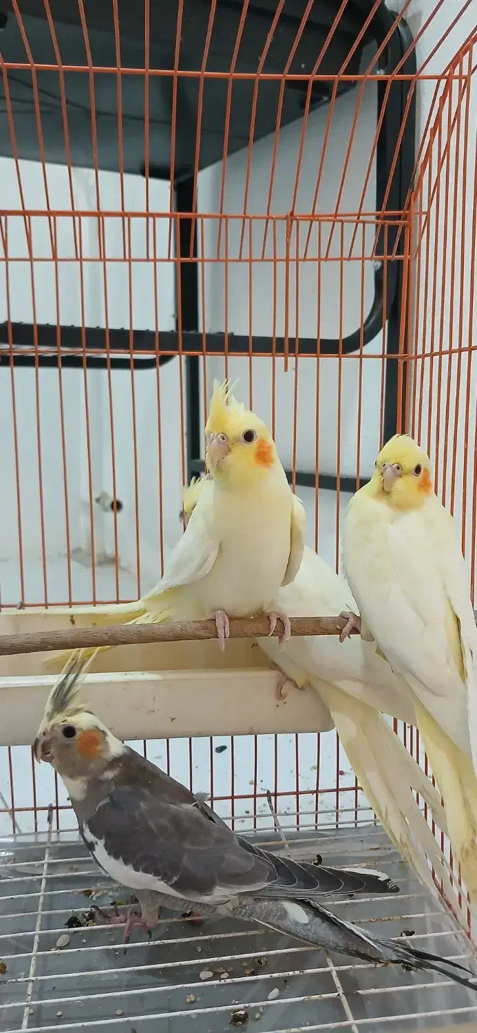 ۴ عدد عروس هلندی لوتینو طوطی به همراه قفس|پرنده|تهران, کوی بیمه|دیوار