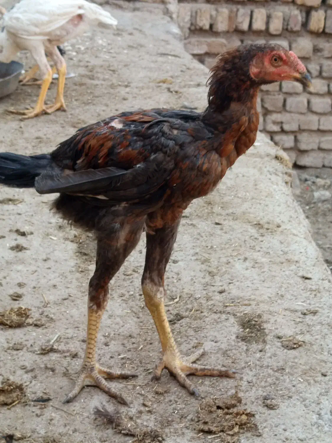 تخم مرغ لاری نطفه دار|حیوانات مزرعه|قزوین, |دیوار