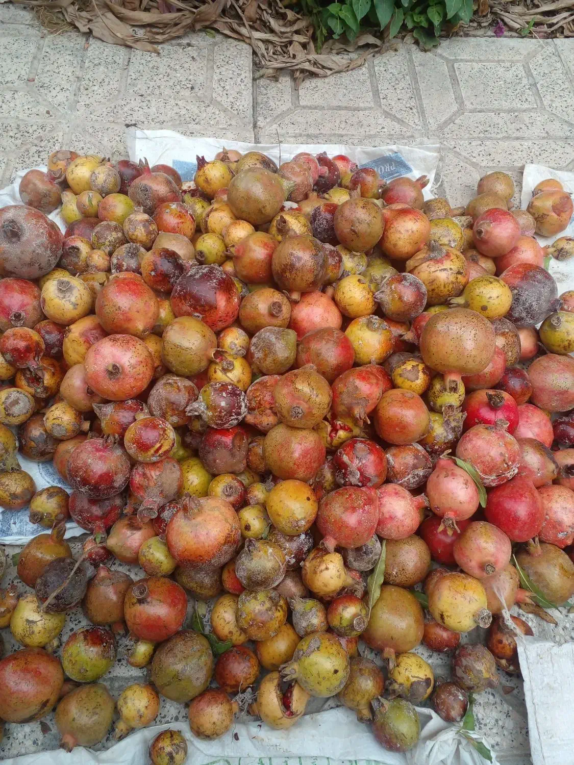 انار ترش جنگلی|خوردنی و آشامیدنی|بهشهر, |دیوار