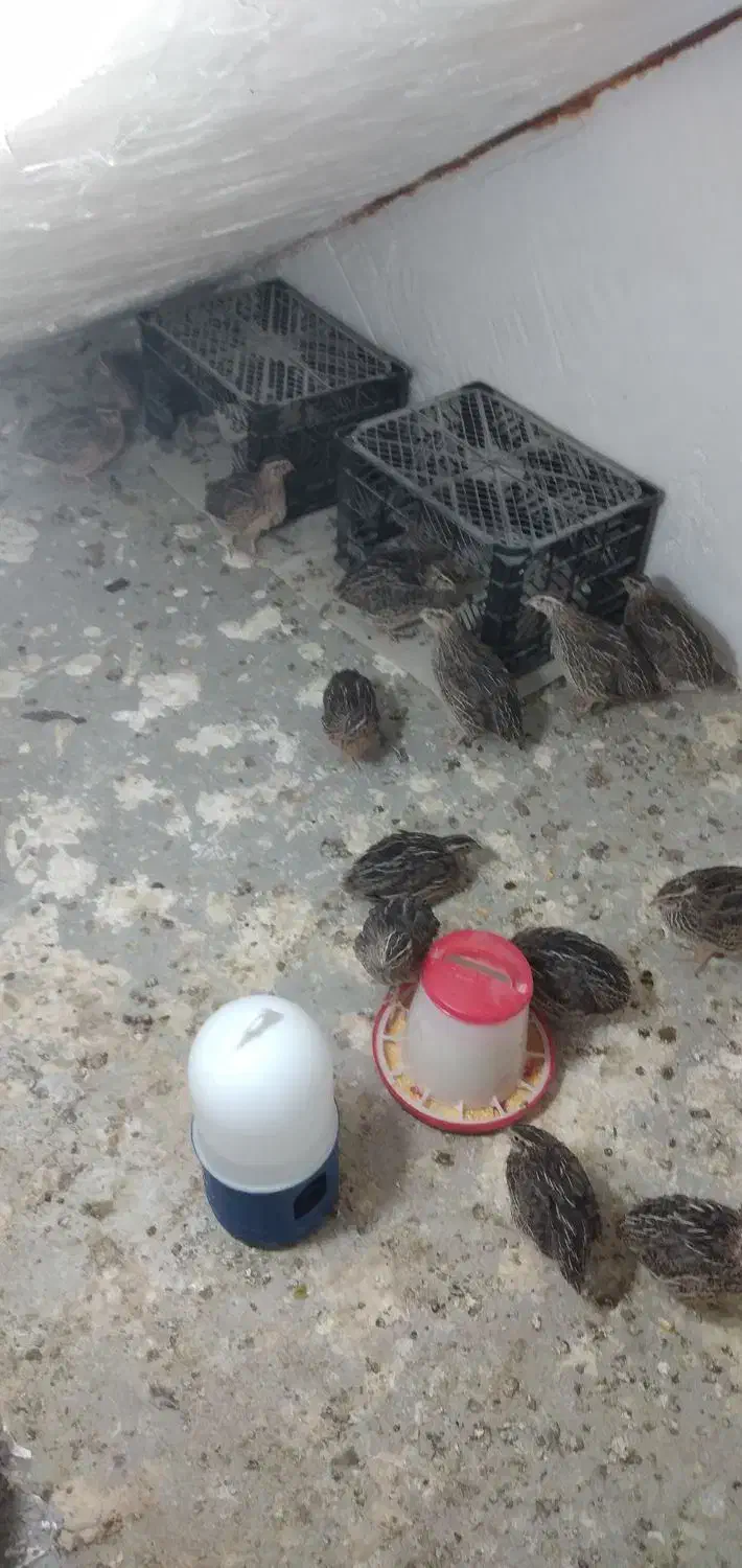 بلدرچین|حیوانات مزرعه|ویسیان, |دیوار