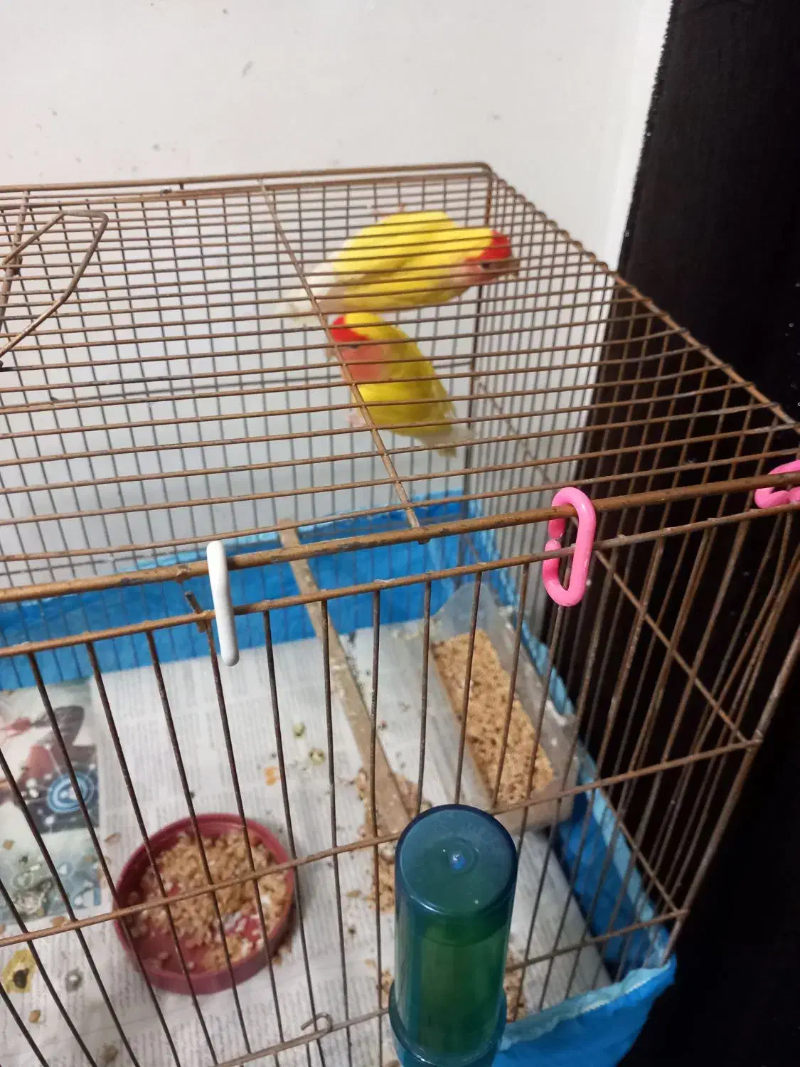 طوطی برزیلی|پرنده|رشت, سلیمانداراب|دیوار