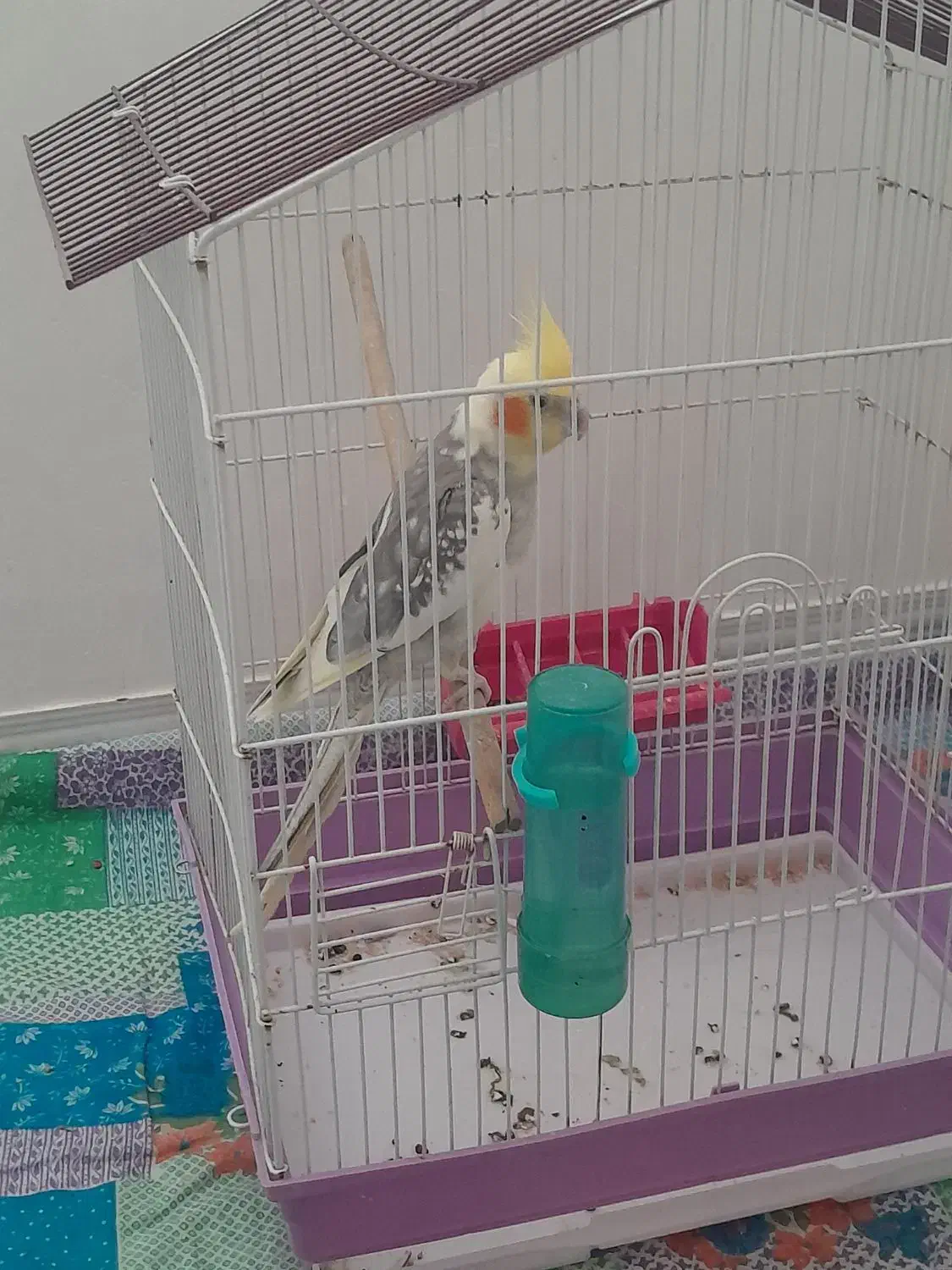 عروس سخنگو|پرنده|قم, زند آباد|دیوار