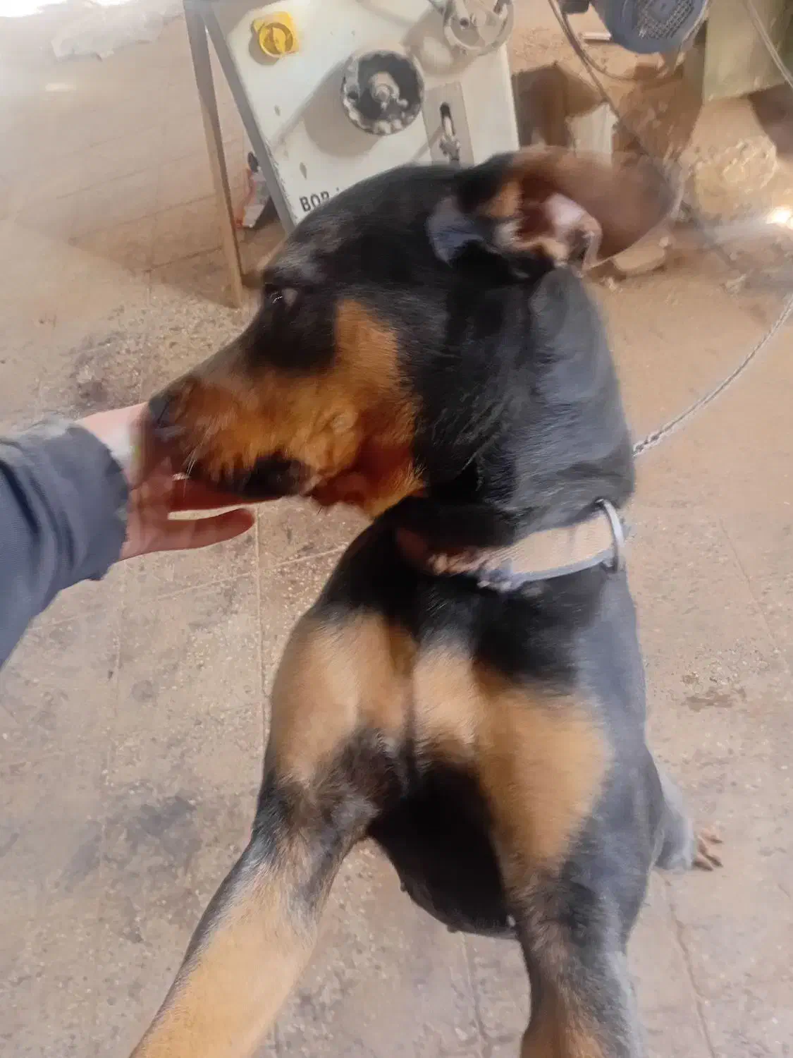 سگ روتفایلر|سگ|قم, کاسه گران|دیوار